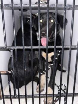 Beach -  Mixed Breed Dog for Adoption in Atlanta, Georgia - Beach | PetCurious