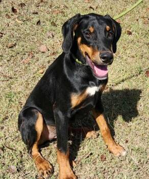 Rescue Doberman Pinscher and Mixed Breed Dogs for Adoption in Morristown, New Jersey - Duke | PetCurious