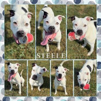 Rescue Pit Bull Terrier Dogs for Adoption in Fort Smith, Arkansas - Steele | PetCurious