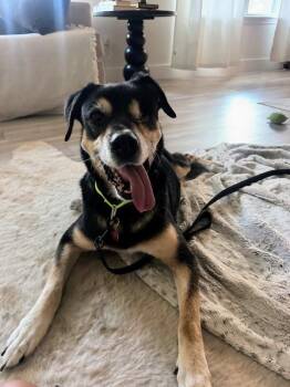 Princesa -  Mixed Breed and Hound Dog for Adoption in Austin, Texas - Princesa | PetCurious