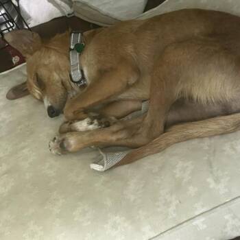 Sutton -  Mixed Breed Dog for Adoption in Buffalo, Minnesota - Sutton | PetCurious