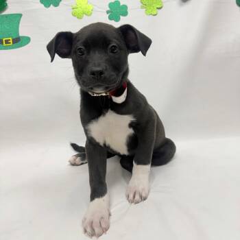 Chocolate Labrador Retriever and Mixed Breed Dogs Available for Adoption - 307 (2026) Tina | PetCurious