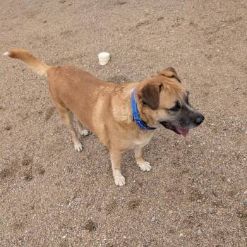 Tubbs -  Mixed Breed Dog for Adoption in Prescott, Arizona - Tubbs | PetCurious