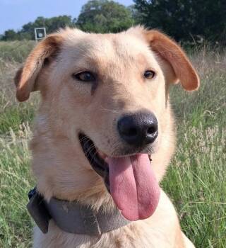 German Shepherd Dog and Australian Cattle Dog Blue Heeler Dogs Available for Adoption in Boerne, Texas - Daisy | PetCurious