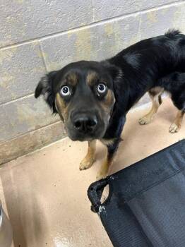 Sasha -  Australian Shepherd and Husky Dog for Adoption in Troy, Ohio - Sasha | PetCurious