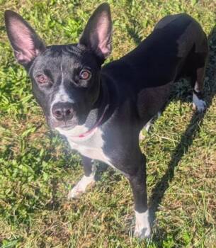 SUN FLOWER -  Toy Fox Terrier Dog for Adoption in Akron, Ohio - SUN FLOWER | PetCurious
