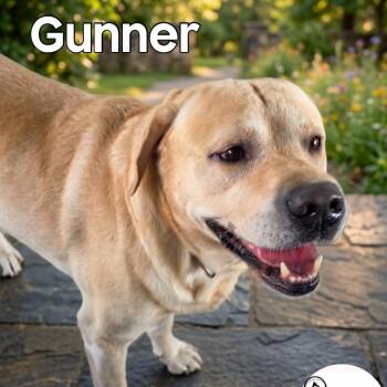 Gunner -  Yellow Labrador Retriever and Golden Retriever Dog for Adoption in Washington, Pennsylvania - Gunner | PetCurious