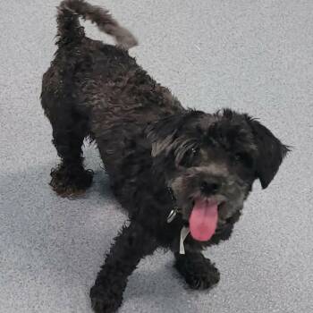 Poodle and Schnoodle Dogs Available for Adoption in Meriden, Connecticut - Pixel, Sweet Little Girl | PetCurious