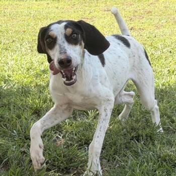 Cricket -  Treeing Walker Coonhound and None Dog for Adoption in Nashville, Tennessee - Cricket | PetCurious