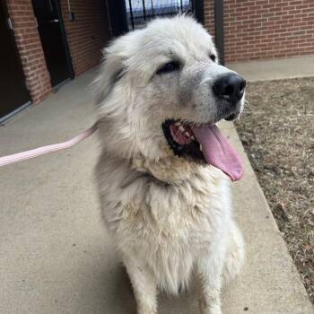 Great Pyrenees Dogs Available for Adoption - Percy | PetCurious