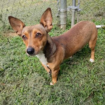 Copper -  Chihuahua and Dachshund Dog for Adoption in Tyler, Texas - Copper | PetCurious