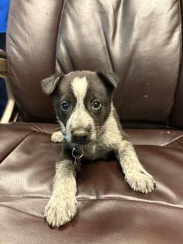 Shockwave -  Border Collie and Shepherd Dog for Adoption in Carson City, Nevada - Shockwave | PetCurious