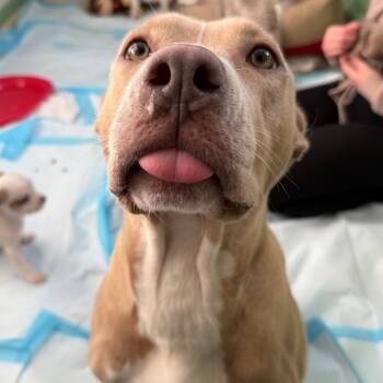 Rescue Mixed Breed Dogs for Adoption in Savannah, Georgia - Momma Doodle | PetCurious