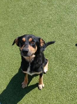 Samantha -  Shepherd Dog for Adoption in Fayetteville, Arkansas - Samantha | PetCurious