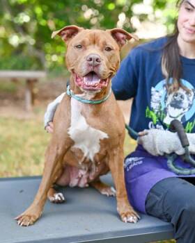 Mixed Breed Dogs Available for Adoption in Chamblee, Georgia - Georgina | PetCurious