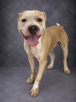 LATTE -  American Bulldog and Mixed Breed Dog for Adoption in Winter Haven, Florida - LATTE | PetCurious
