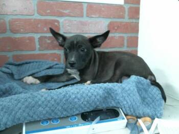 Staffordshire Bull Terrier and Mixed Breed Dogs Available for Adoption - A2058345 | PetCurious