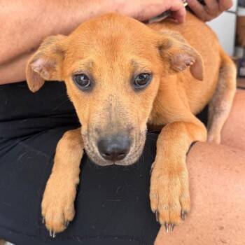 L Pup: Leo -  Labrador Retriever and Mixed Breed Dog for Adoption in Falls Church, Virginia - L Pup: Leo | PetCurious