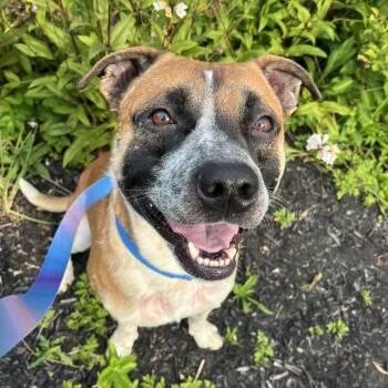 Flimflam -  Mixed Breed Dog for Adoption in Pittsburgh, Pennsylvania - Flimflam | PetCurious