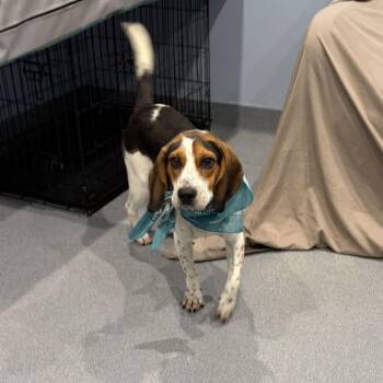 Ace -  Mixed Breed Dog for Adoption in Canal Winchester, Ohio - Ace | PetCurious