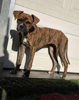 Boxer Dogs Available for Adoption in Kutztown, Pennsylvania - Chloe | PetCurious