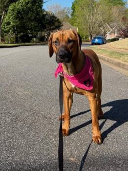 Hound Dogs Available for Adoption in Alpharetta, Georgia - JORDAN | PetCurious