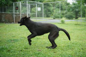 Yudum -  Retriever Dog for Adoption in North Reading, Massachusetts - Yudum | PetCurious