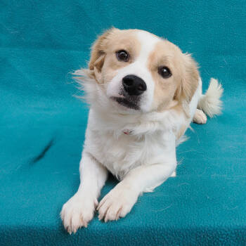 Rescue Terrier and Mixed Breed Dogs for Adoption in Richmond, California - BARNEY | PetCurious