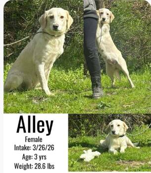 Labrador Retriever and Terrier Dogs Available for Adoption in Ross, Ohio - Alley | PetCurious