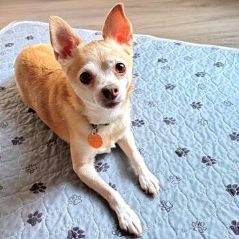 Sweet Pea -  Chihuahua and Corgi Dog for Adoption in Lenexa, Kansas - Sweet Pea | PetCurious