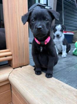 Australian Shepherd Dogs Available for Adoption in Berlin, New Jersey - Princess Peanut | PetCurious