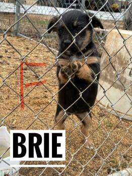 Terrier and Australian Cattle Dog Blue Heeler Dogs Available for Adoption - Brie | PetCurious