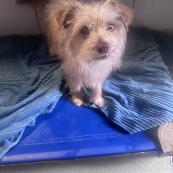 Terrier and Poodle Dogs Available for Adoption in Copiague, New York - Popcorn | PetCurious