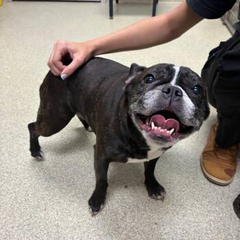 French Bulldog and None Dogs Available for Adoption in Windsor, Virginia - Truffles | PetCurious