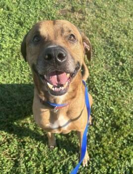 Rescue Hound and Mixed Breed Dogs for Adoption in Knoxville, Tennessee - Roman | PetCurious