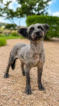 DENVER -  Schnauzer Dog for Adoption in Vaughan, Ontario - DENVER | PetCurious