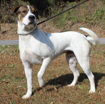 Rescue Mastiff and Boxer Dogs for Adoption in Prattville, Alabama - Aura 42797 | PetCurious