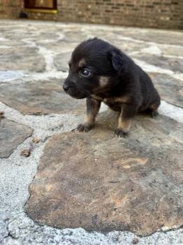 Mixed Breed Dogs Available for Adoption in Memphis, Tennessee - Carl | PetCurious