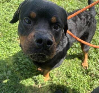 Rottweiler Dogs Available for Adoption in Fort Lauderdale, Florida - GRENDEL | PetCurious