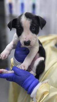 Mixed Breed Dogs Available for Adoption - Medulla (collier Rose) | PetCurious