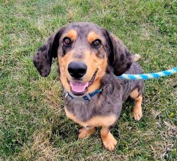 Scooter -  Basset Hound Dog for Adoption in Rock Hill, New York - Scooter | PetCurious