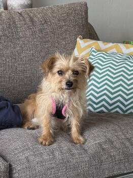 Belinda -  Yorkshire Terrier and Mixed Breed Dog for Adoption in Severance, Colorado - Belinda | PetCurious