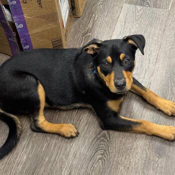 Honey Bun -  Rottweiler Dog for Adoption in Sunrise, Florida - Honey Bun | PetCurious