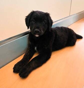 Labrador Retriever Dogs Available for Adoption - Pascal | PetCurious