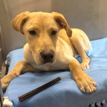 Yellow Labrador Retriever Dogs Available for Adoption in Traverse City, Michigan - Aiden | PetCurious