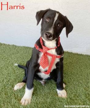 Harris -  Labrador Retriever and Border Collie Dog for Adoption in San Diego, California - Harris | PetCurious