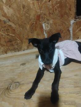 Shepherd Dogs Available for Adoption in Paramus, New Jersey - Zena | PetCurious