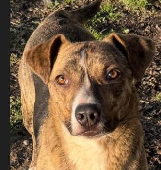 Rescue Pit Bull Terrier Dogs for Adoption in Plainfield, Illinois - Waldo  Witherspoon | PetCurious