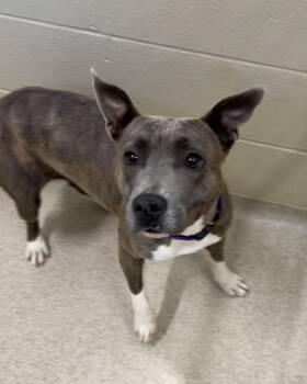 Crystal -  Pit Bull Terrier Dog for Adoption in Youngstown, Ohio - Crystal | PetCurious