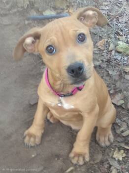 Dumplin -  Mixed Breed Dog for Adoption in Monroe, North Carolina - Dumplin | PetCurious